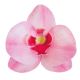 10 orchidées en azyme - Différentes couleurs