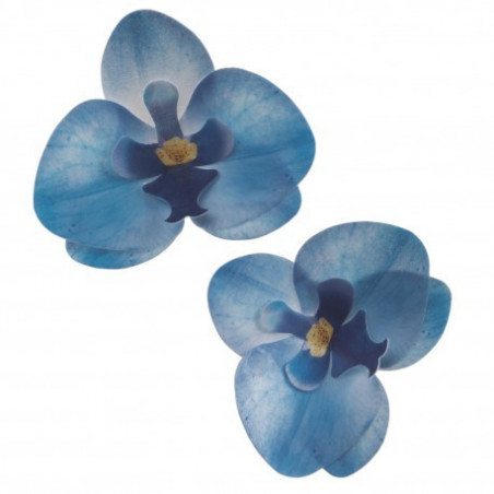 10 orchidées bleues en azyme